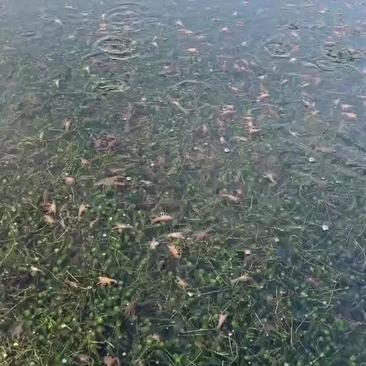 微山湖万亩龙虾养殖基地欢迎实地考察