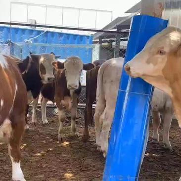 厂家直西门塔尔牛犊肉牛犊免费运输包回收自繁自育