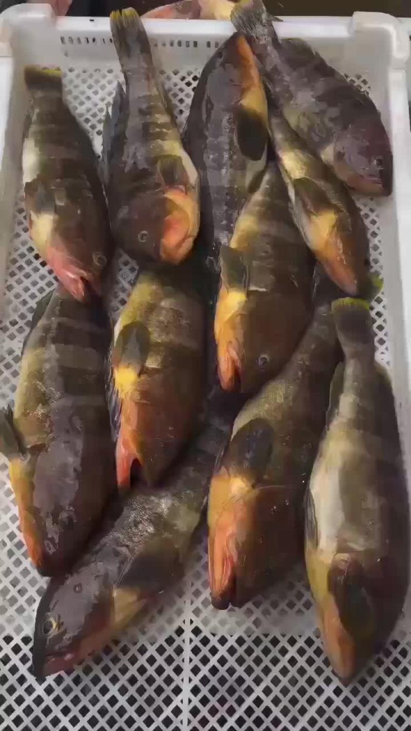 龙胆石斑鱼0.8-1.5斤/条海钓新鲜活冻土斑鱼