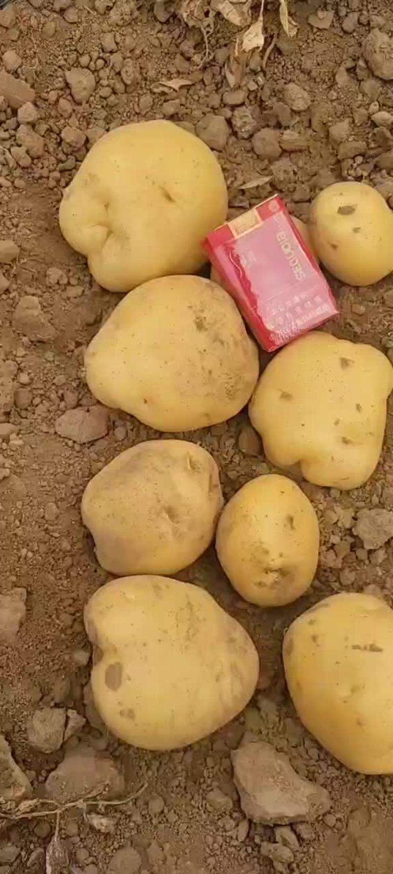 【推荐】全国代收各种规格土豆，支持视频看货，现场看货