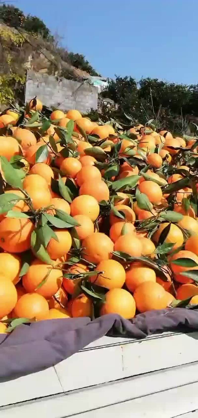 夏橙、江边货、一手货源大量供应、果园看货採货，口感纯甜，
