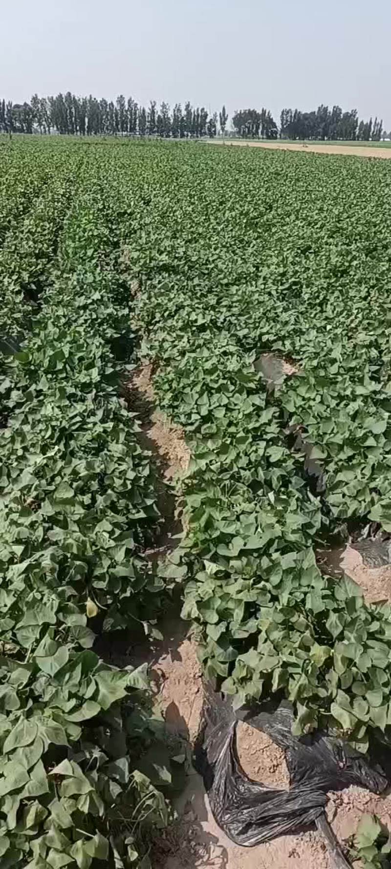 济薯26原种脱毒大田剪苗免费提供种植技术秋后回收协助销售