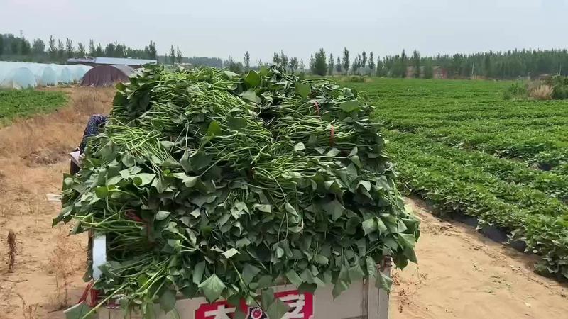 济薯26原种脱毒大田剪苗免费提供种植技术秋后回收协助销售