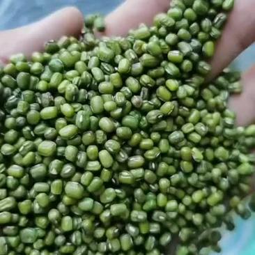 大量出售绿豆3.4元每斤，1000斤以上起订