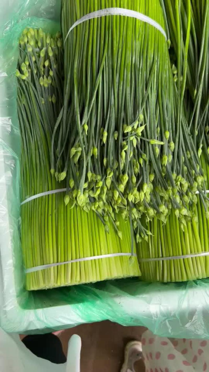 云南韭苔精品新老品种，可视频看货，产地直发，量大从优