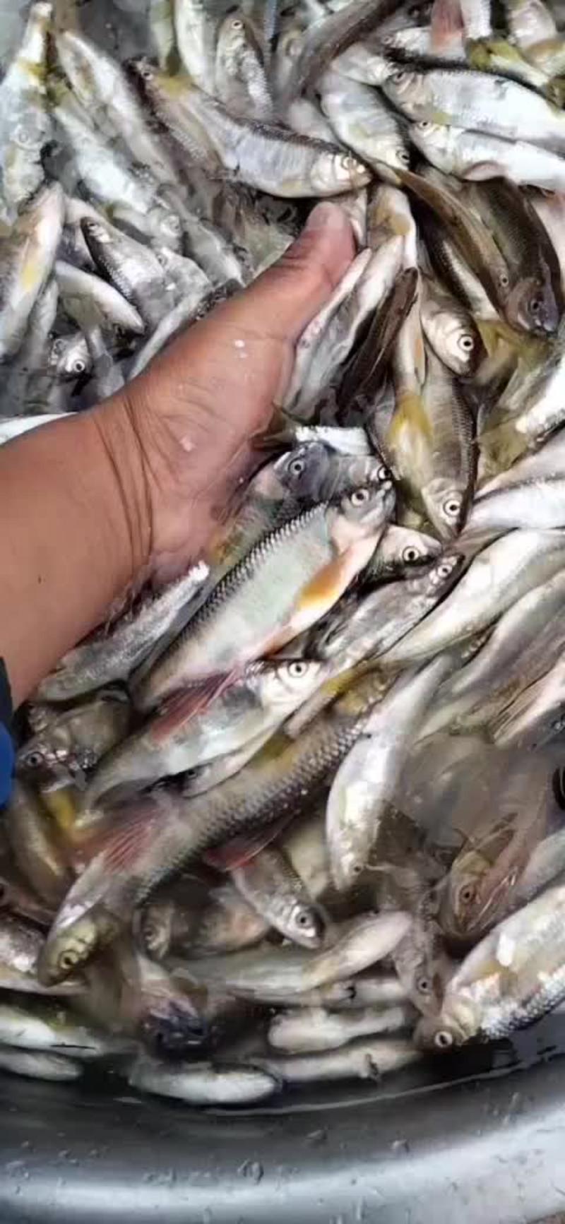 黄刺鱼