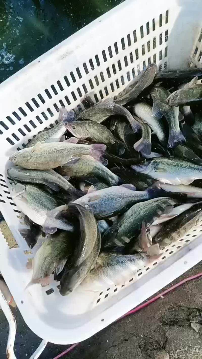 大量批发各种规格淡水鲈鱼，质量可靠性价比高，鲈鱼苗……