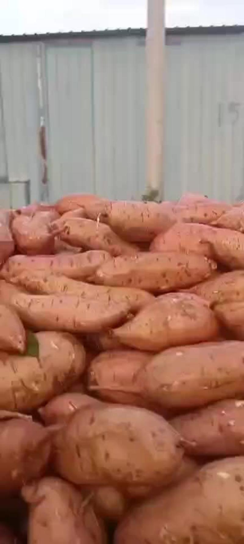 红薯河南开封沙地龙薯九号，西瓜红大量上市，直供全国