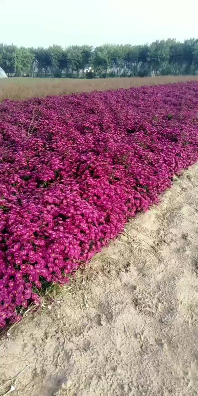 优质荷兰菊，3种颜色，过冬耐寒抗旱多年生宿根花卉。大量现