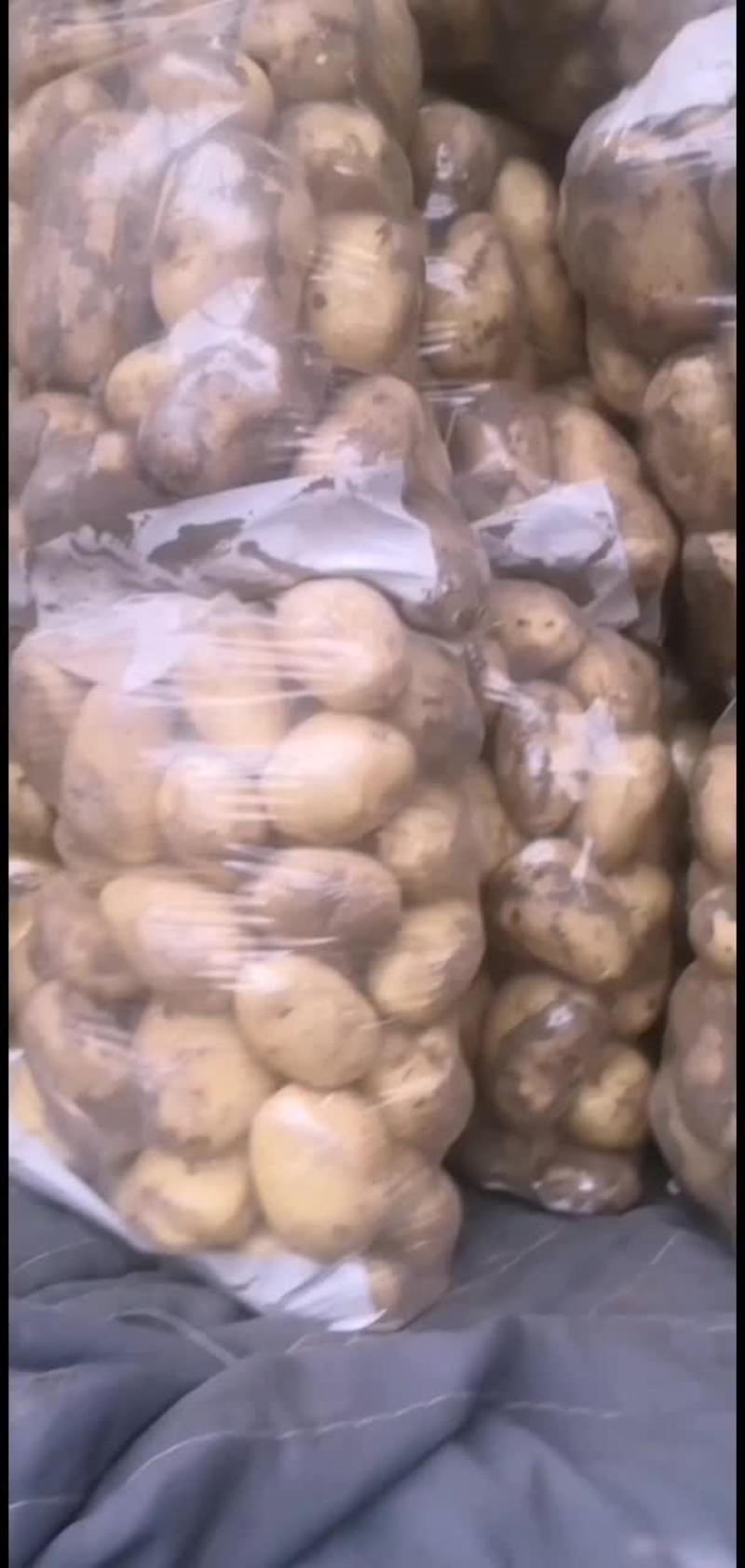 荷兰十五土豆广州市白云区大量供应