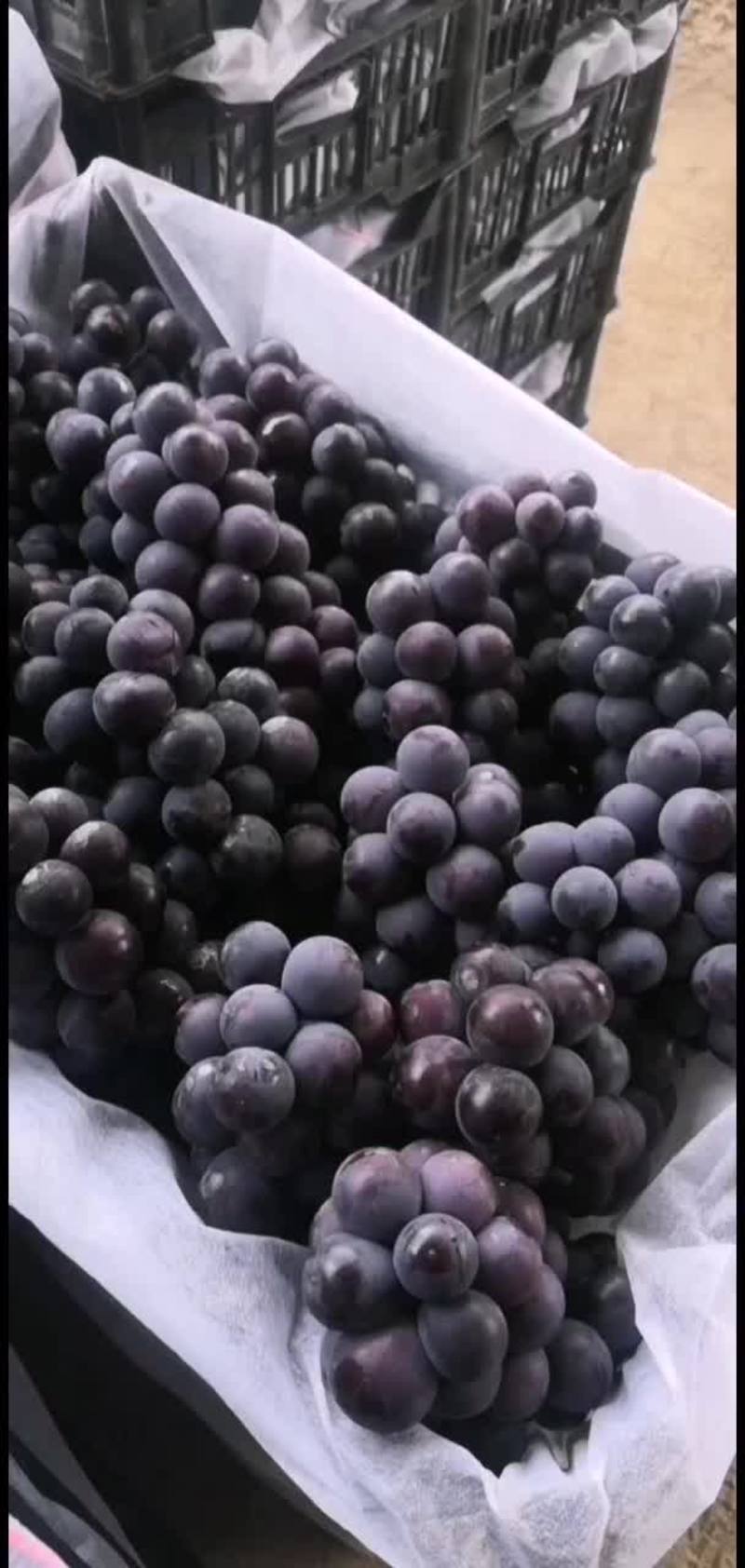 京亚葡萄
