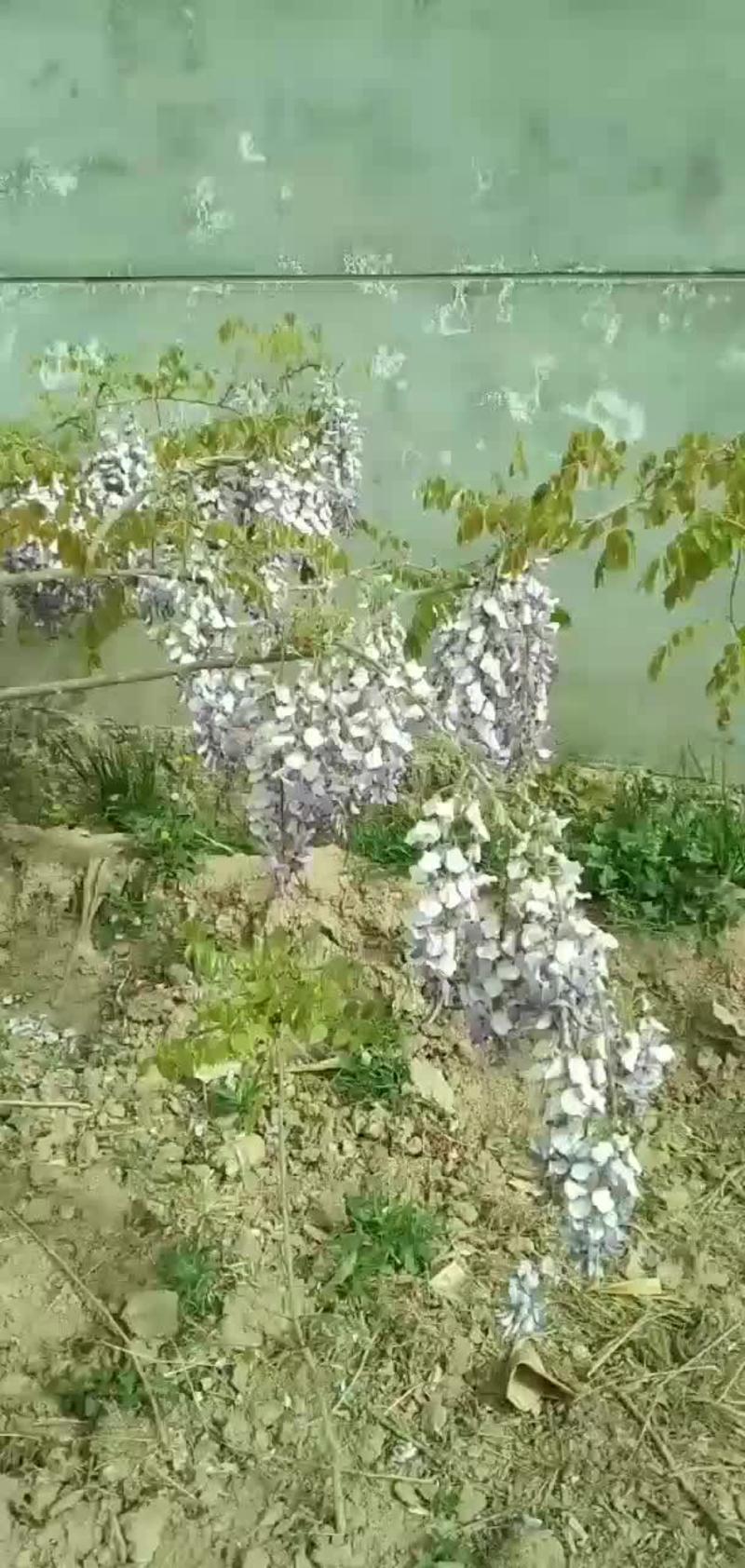 长穗紫藤