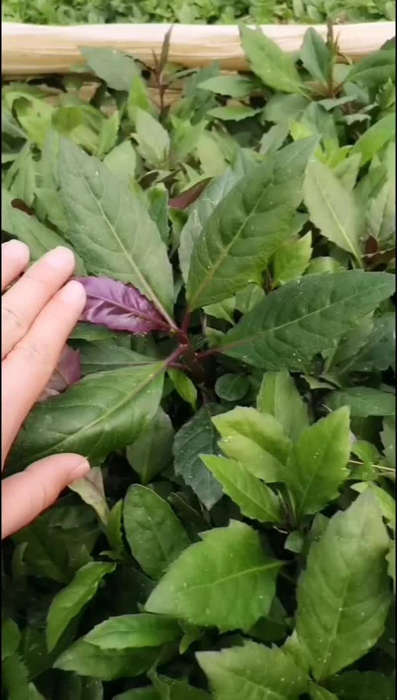 紫背天葵种苗红背菜观音菜耐热多年生四季种植成活率高