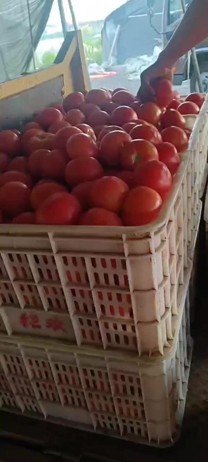 【精品】河北硬粉西红柿弧三以上对接全国市场商超
