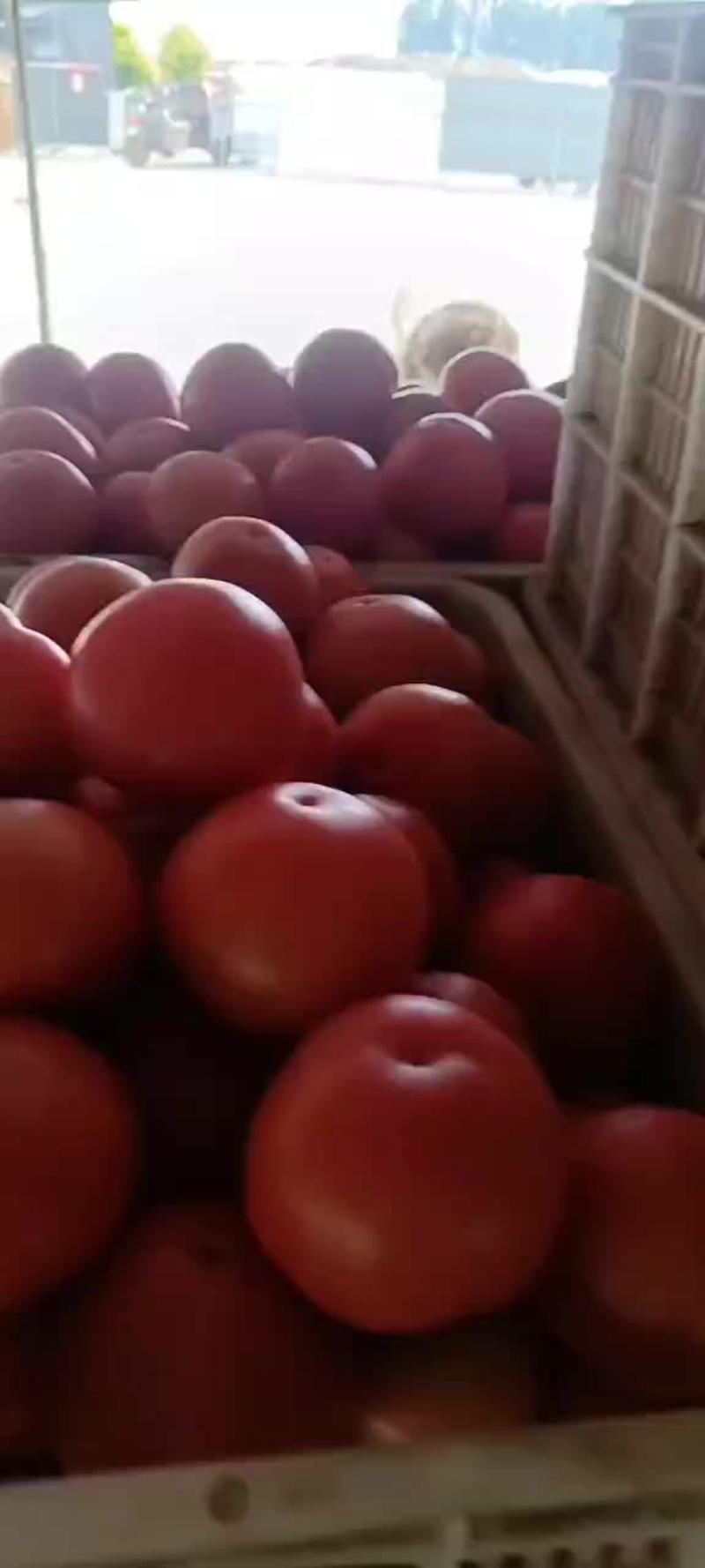 【精品】河北硬粉西红柿弧三以上对接全国市场商超