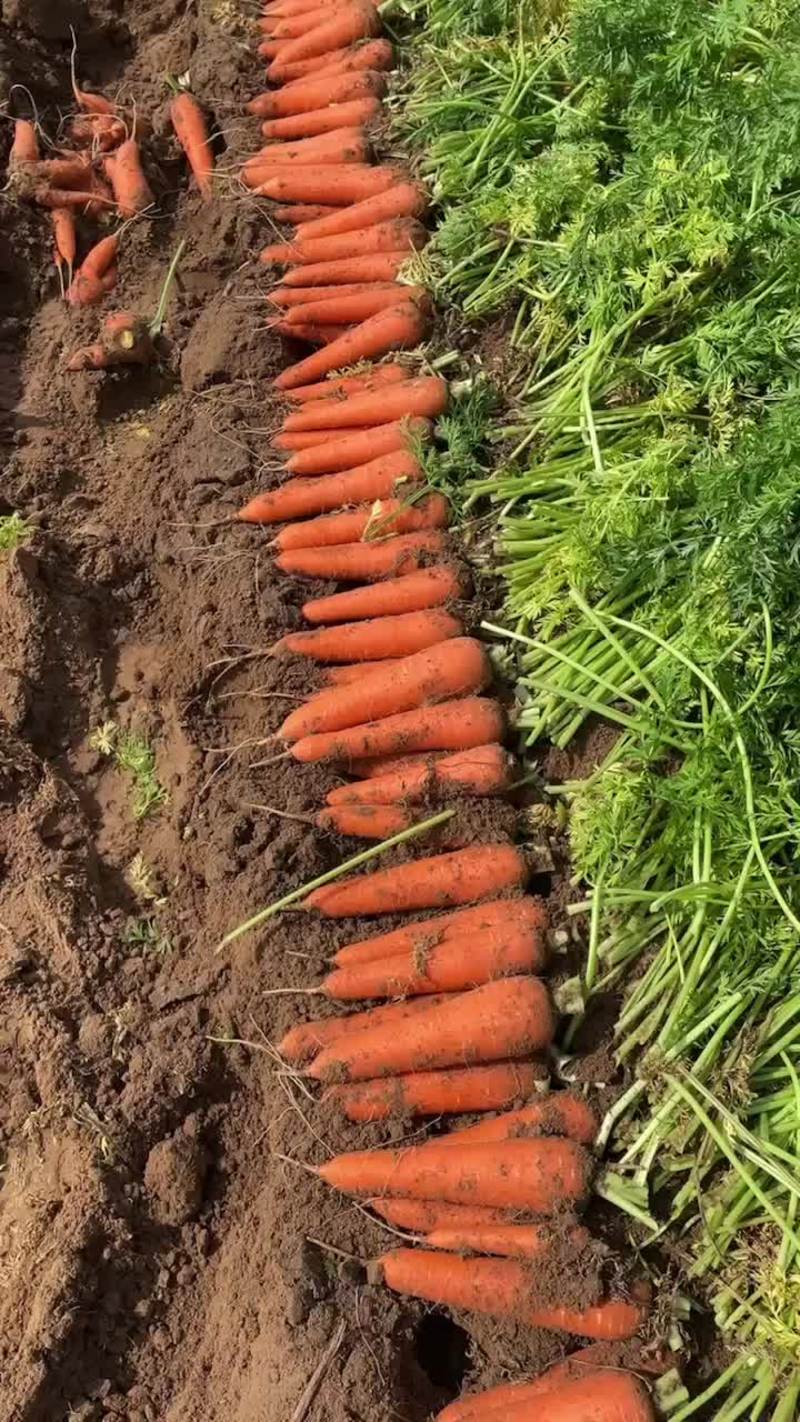 胡萝卜，坝上新鲜蔬菜精品胡萝卜，产地发货量大从优