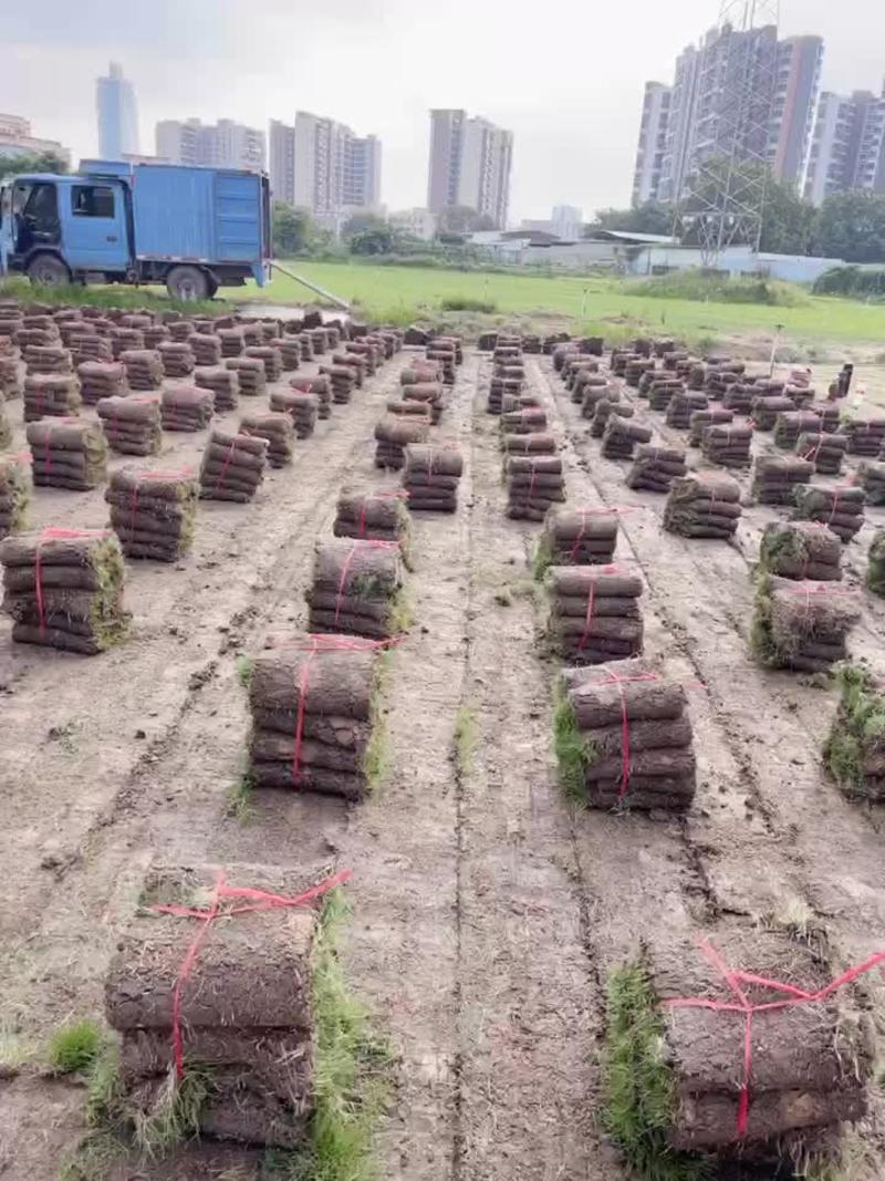 台湾草皮草卷广东基地长期大量供应保质保量
