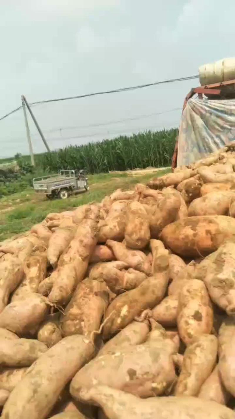 龙九红薯，邢台柏乡大量有货，出货快