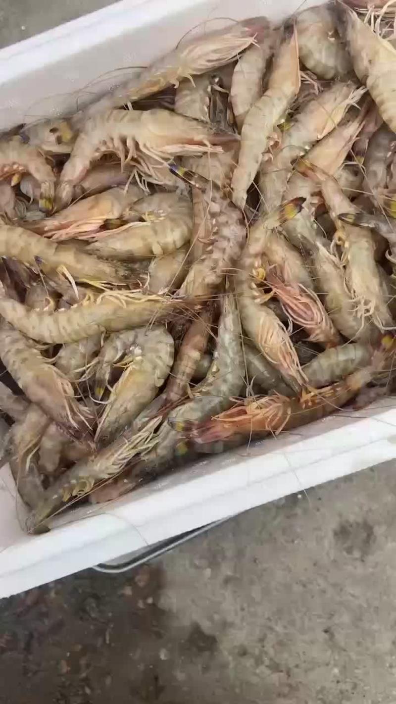 冰鲜基围虾