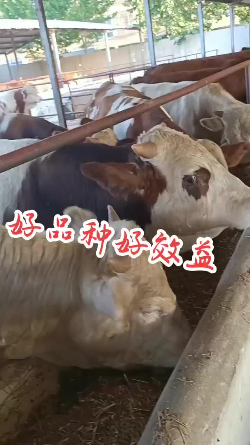 西门塔尔450斤左右肉牛犊价格