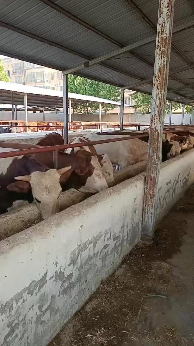 西门塔尔450斤左右肉牛犊价格