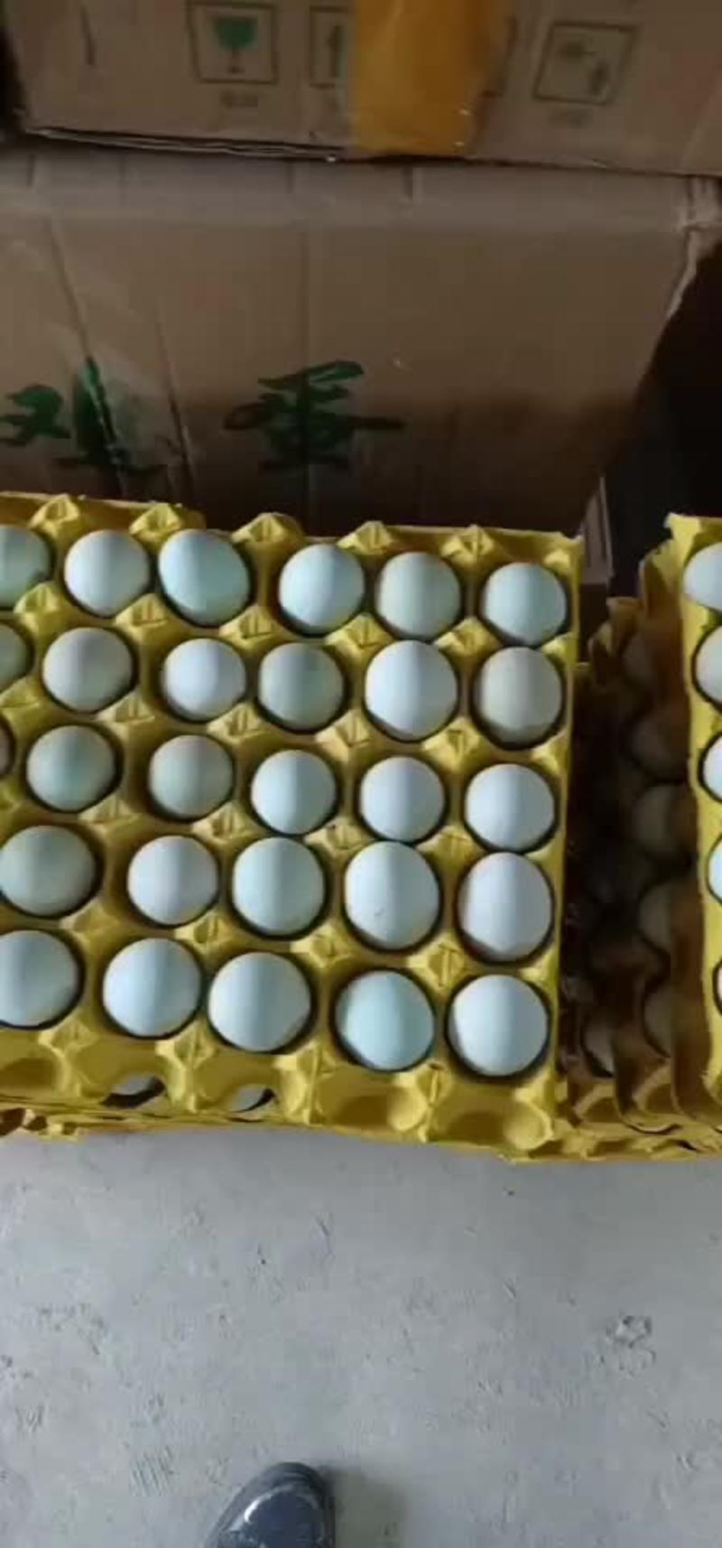 精品绿壳蛋，土鸡蛋，乌鸡蛋大量批发零售。。。。