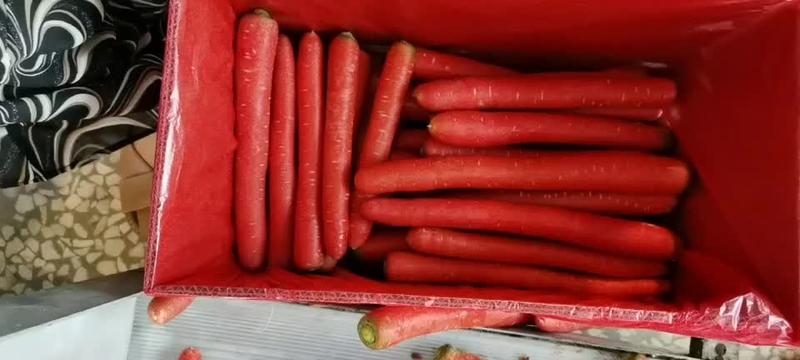 陕西大荔秤杆水果红萝卜常年供应各种规格产品，可定制可选装