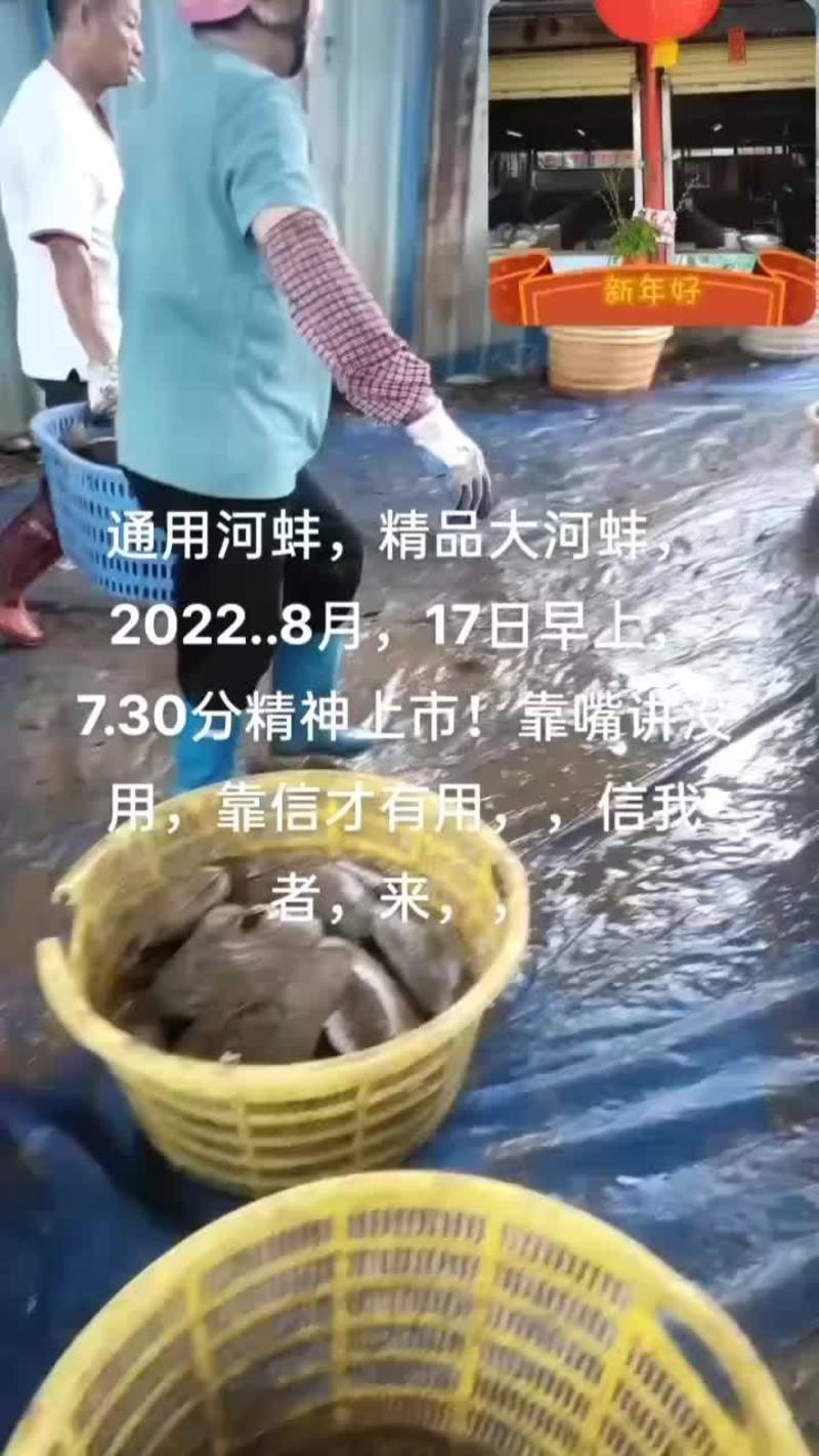 河蚌肉，非养殖，长期稳定供货，广东包邮，全国发货