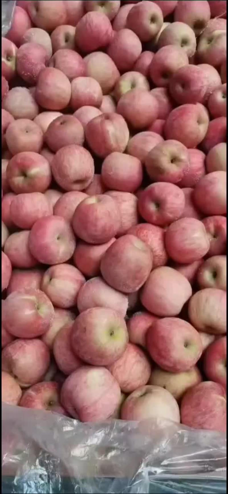 山东沂蒙山区红富士苹果，冷库红富士苹果大量出库欢迎咨询