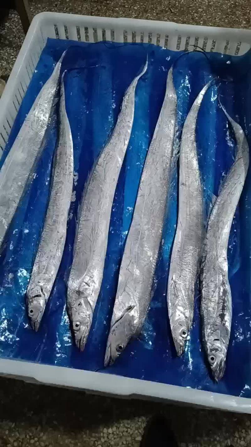 中国威海带鱼，一手货源，工厂直销，价格优惠