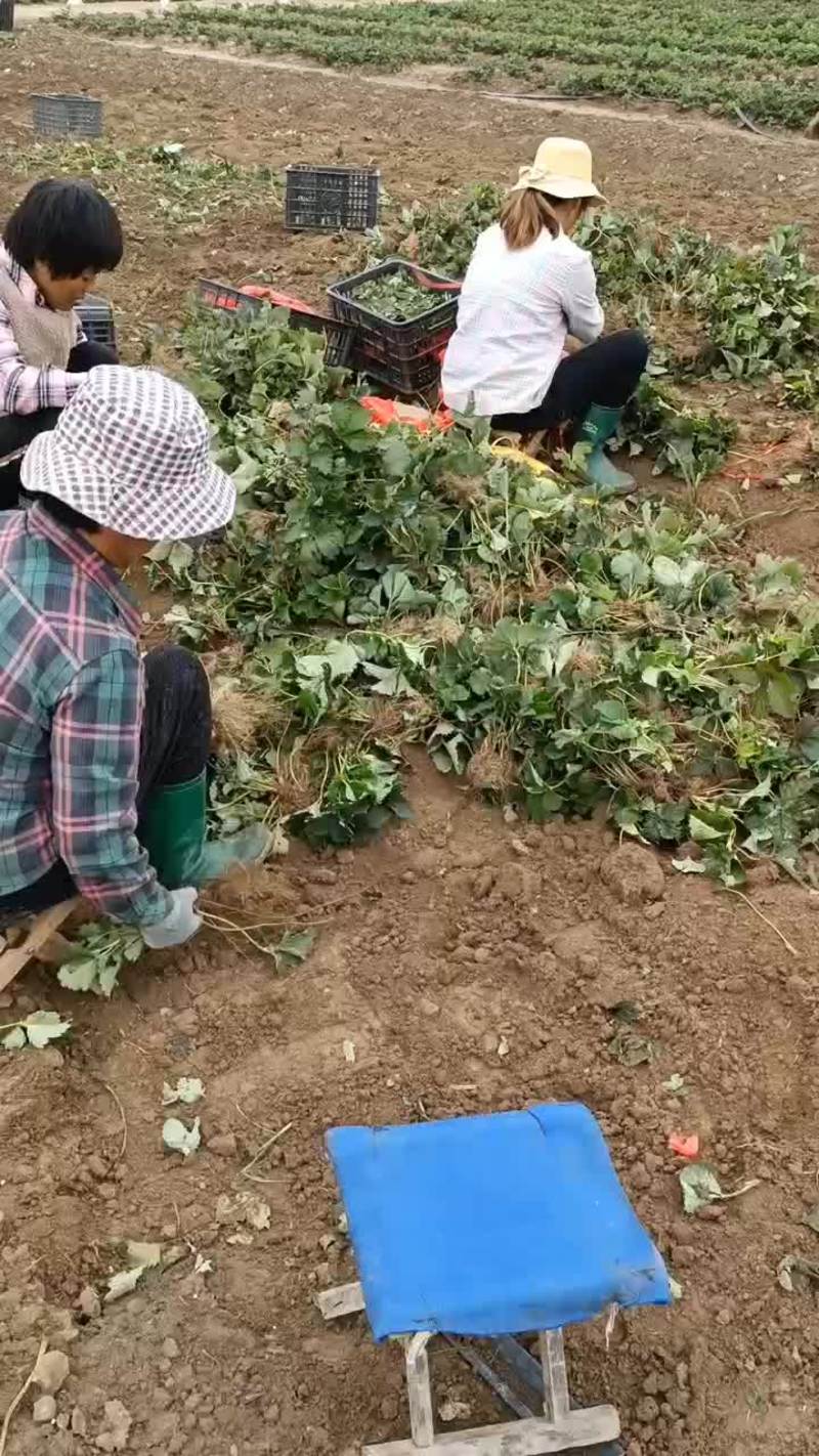 隋珠香野草莓苗繁育基地，连续坐果能力强高产