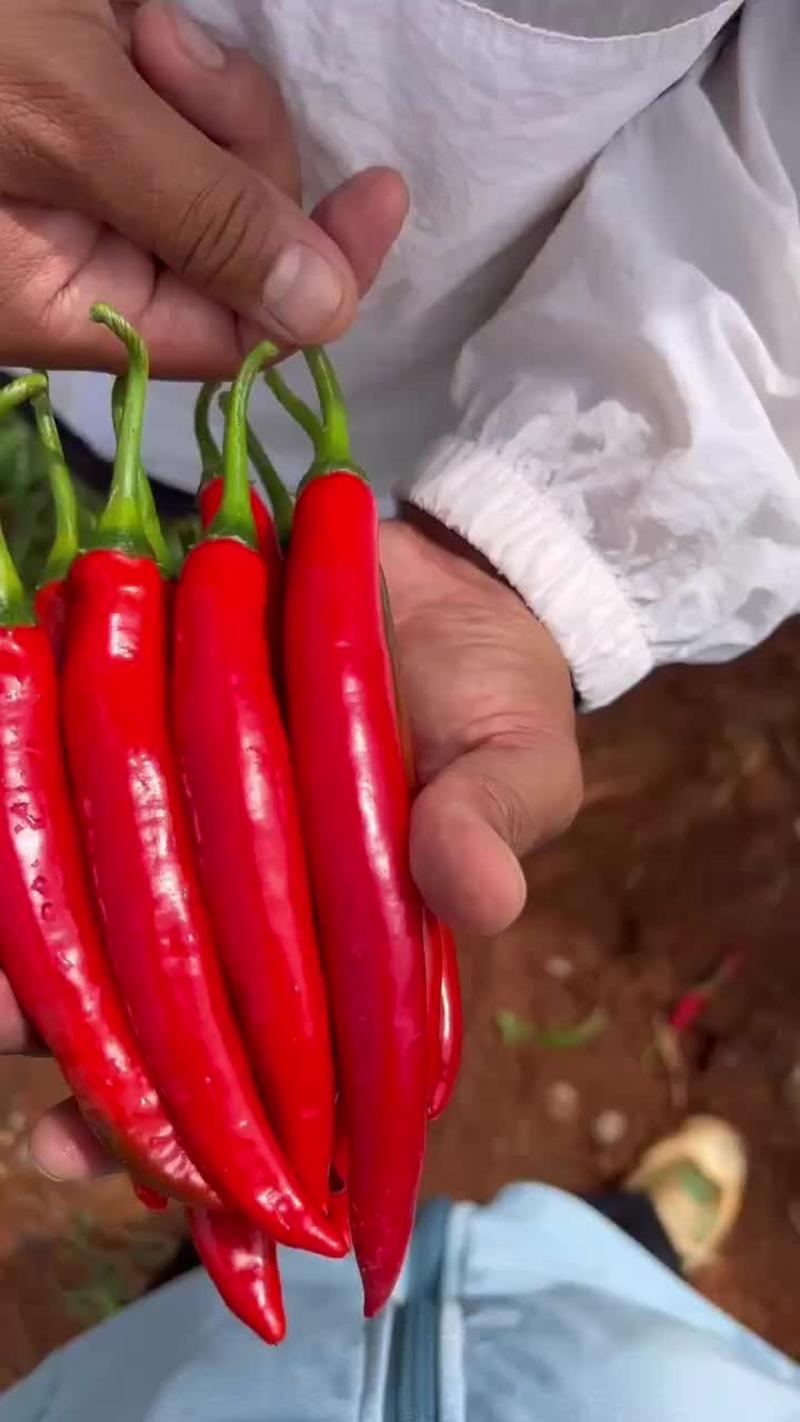 韩国进口种源大果美人椒种子基地红美人椒辣椒种子抗病耐裂