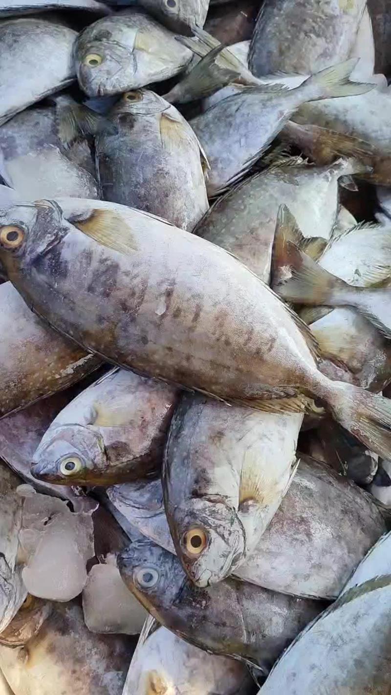 北海本港冰鲜泥猛鱼柠檬鱼臭肚鱼支持社区团购欢迎咨询