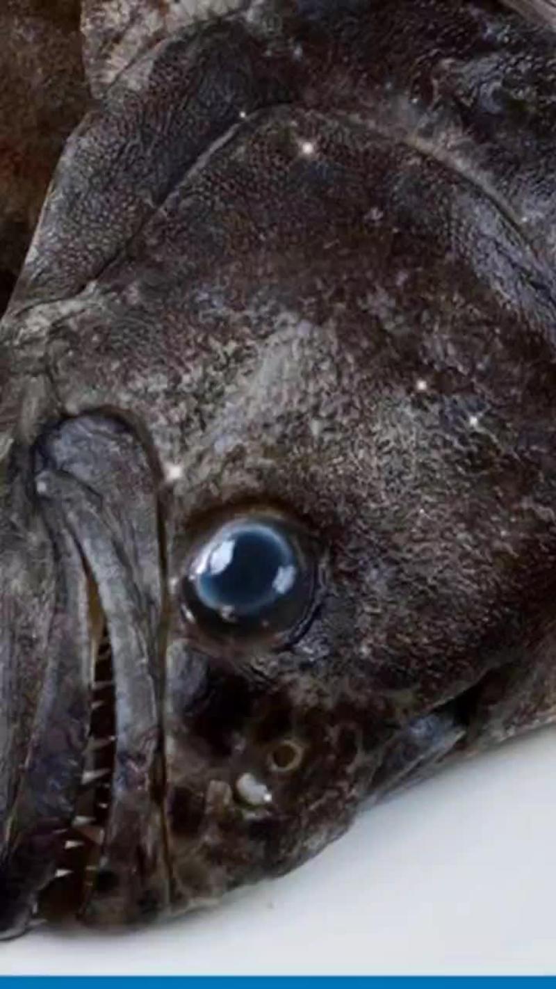 深海碟鱼头比目鱼多宝鱼