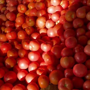 硬粉西红柿大量上市价格美丽