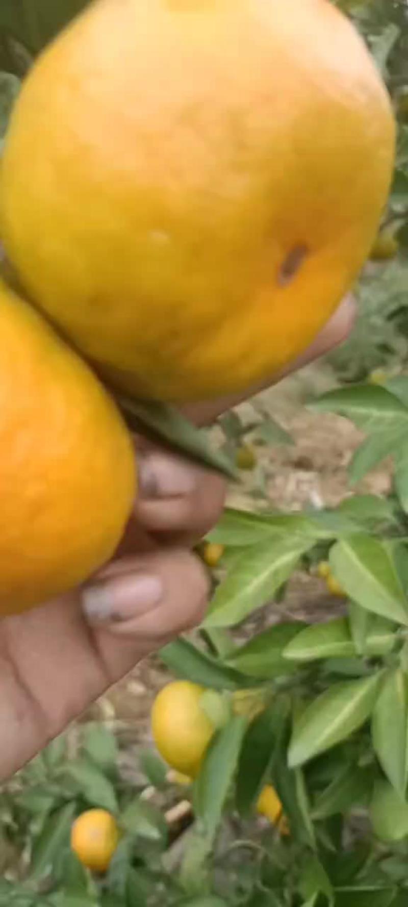 【牛商商家】柑橘蜜桔产地发货量大从优品质好