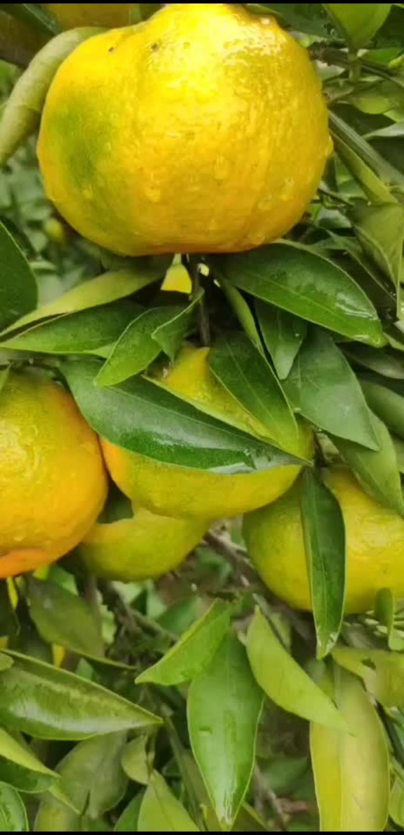 【牛商商家】柑橘蜜桔产地发货量大从优品质好