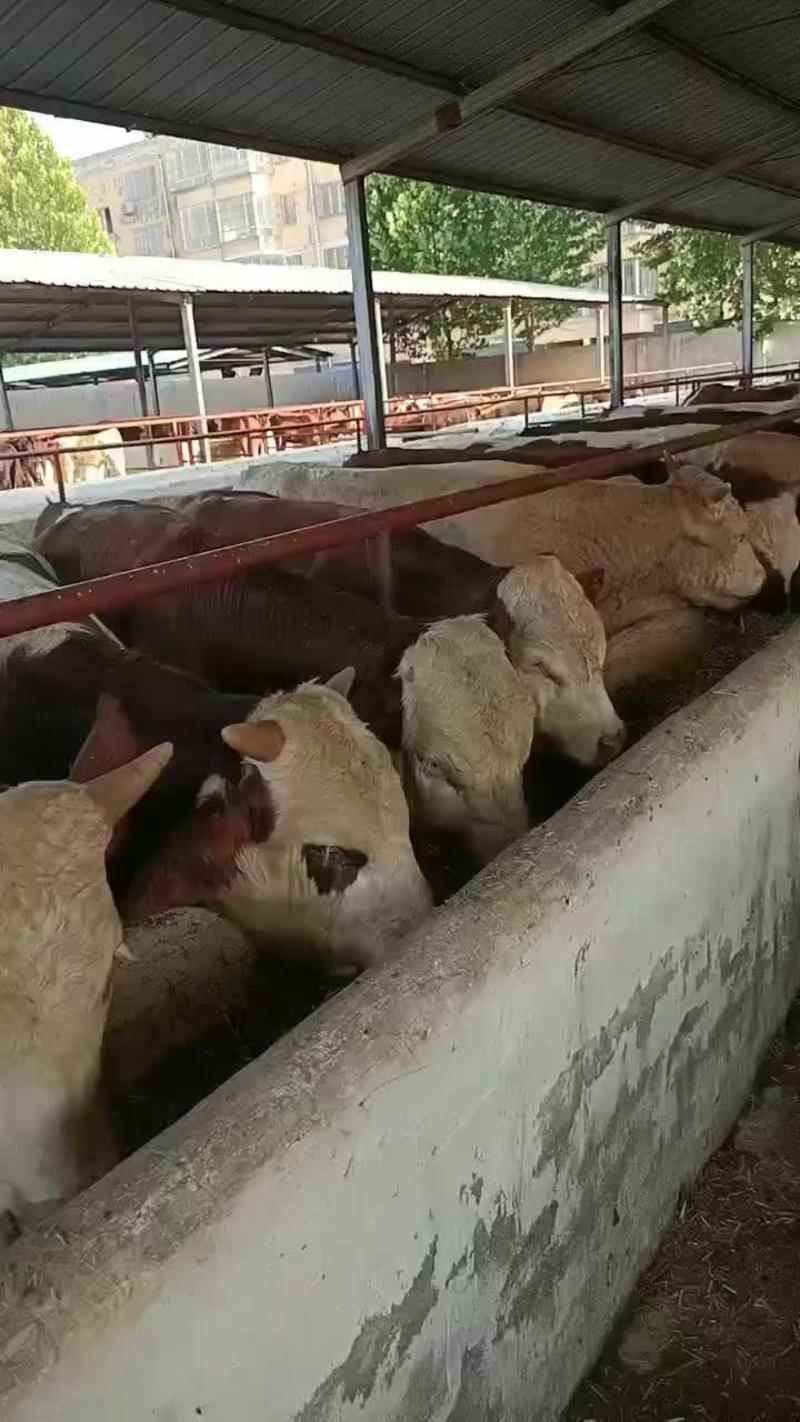 西门塔尔牛价格肉牛犊养殖基地