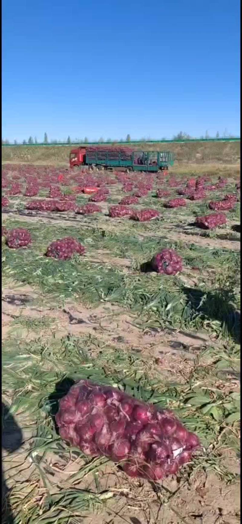 内蒙古自治区阿拉善左旗新鲜黄红洋葱大量上市