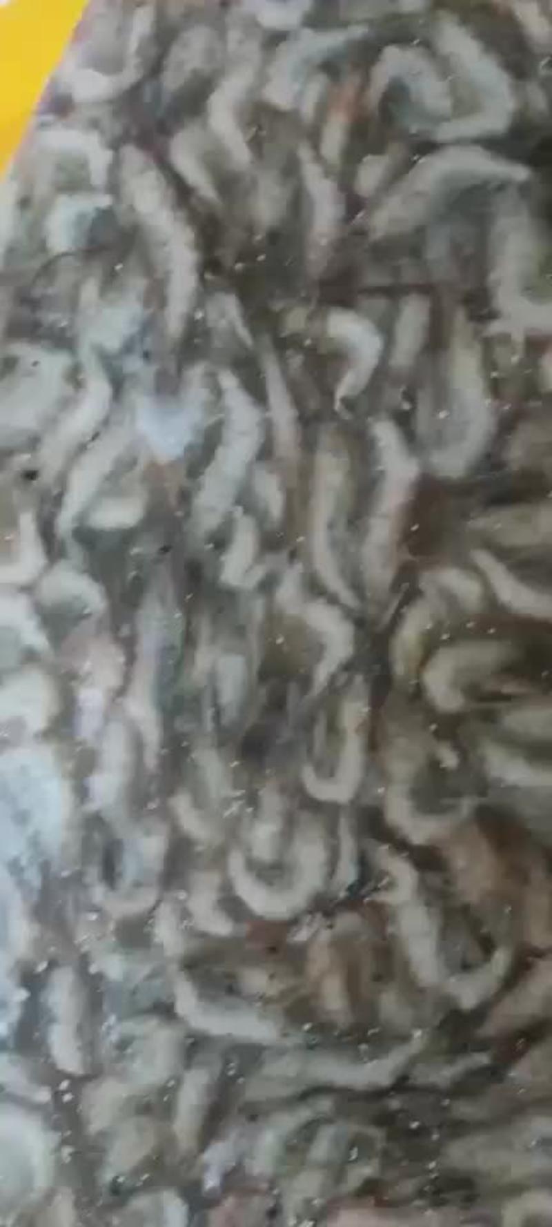冰冻河虾