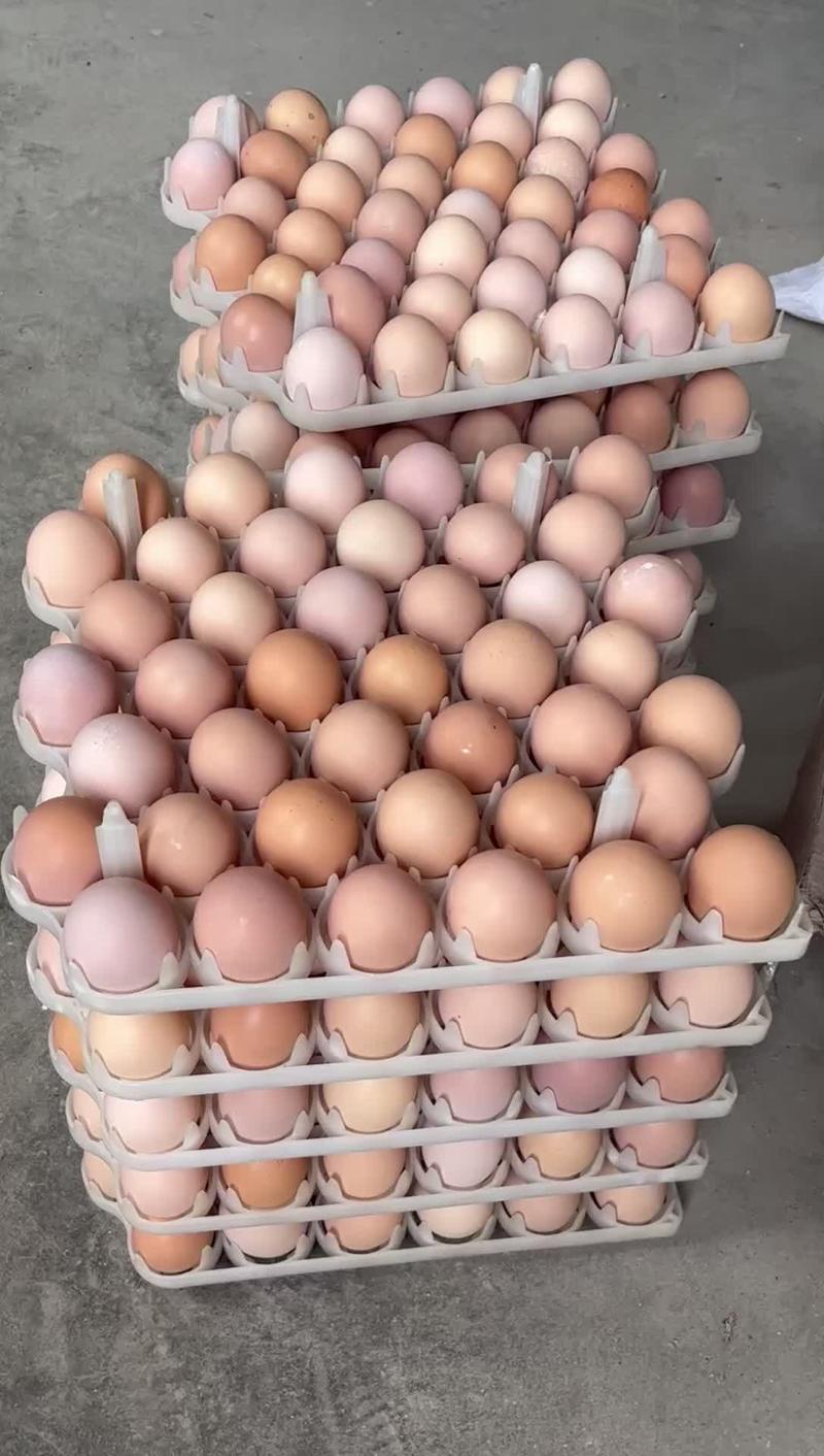 13天活珠子蛋农家土鸡蛋，味道鲜美，口感细腻光滑，营养