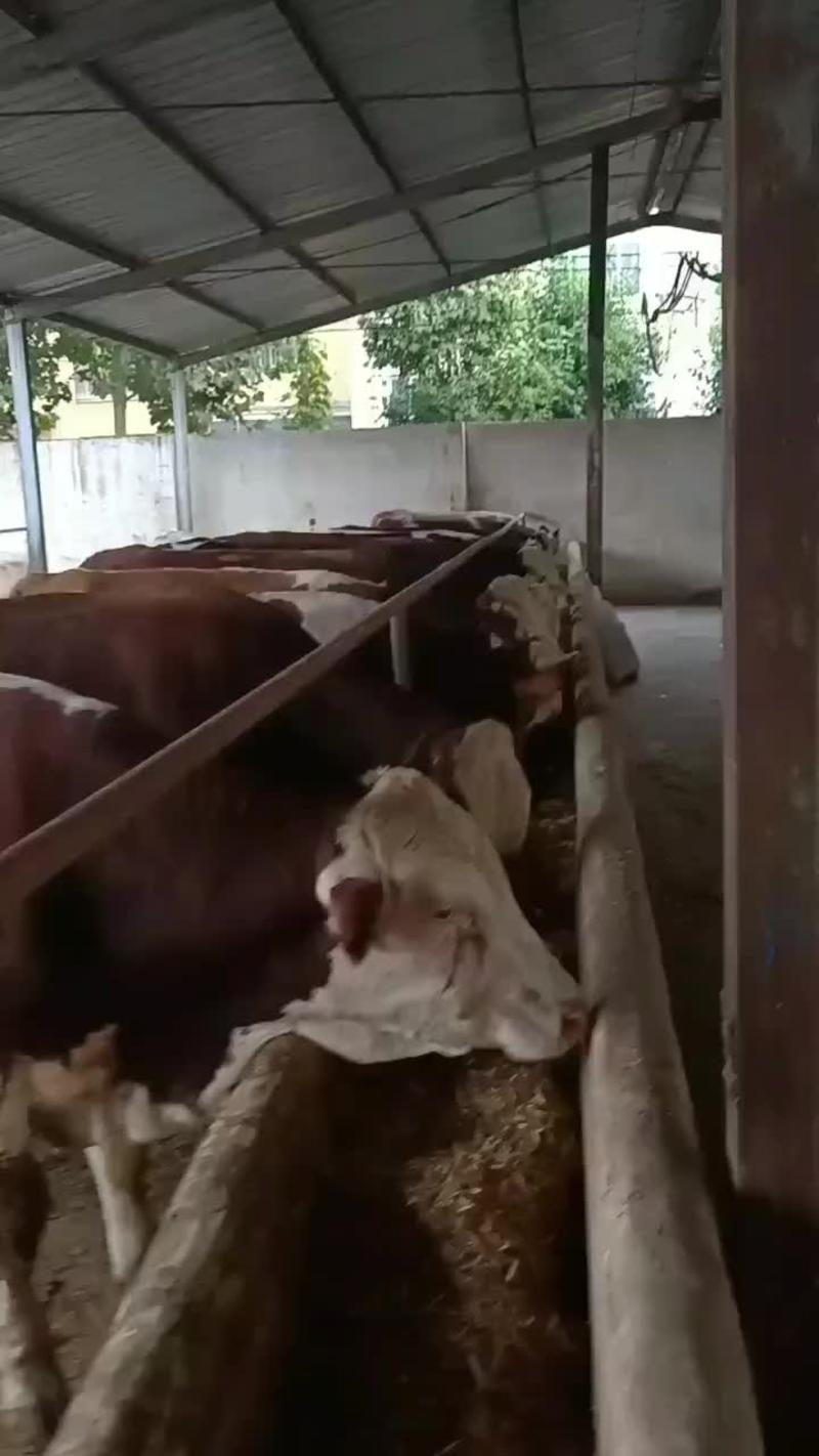 西门塔尔牛养殖场