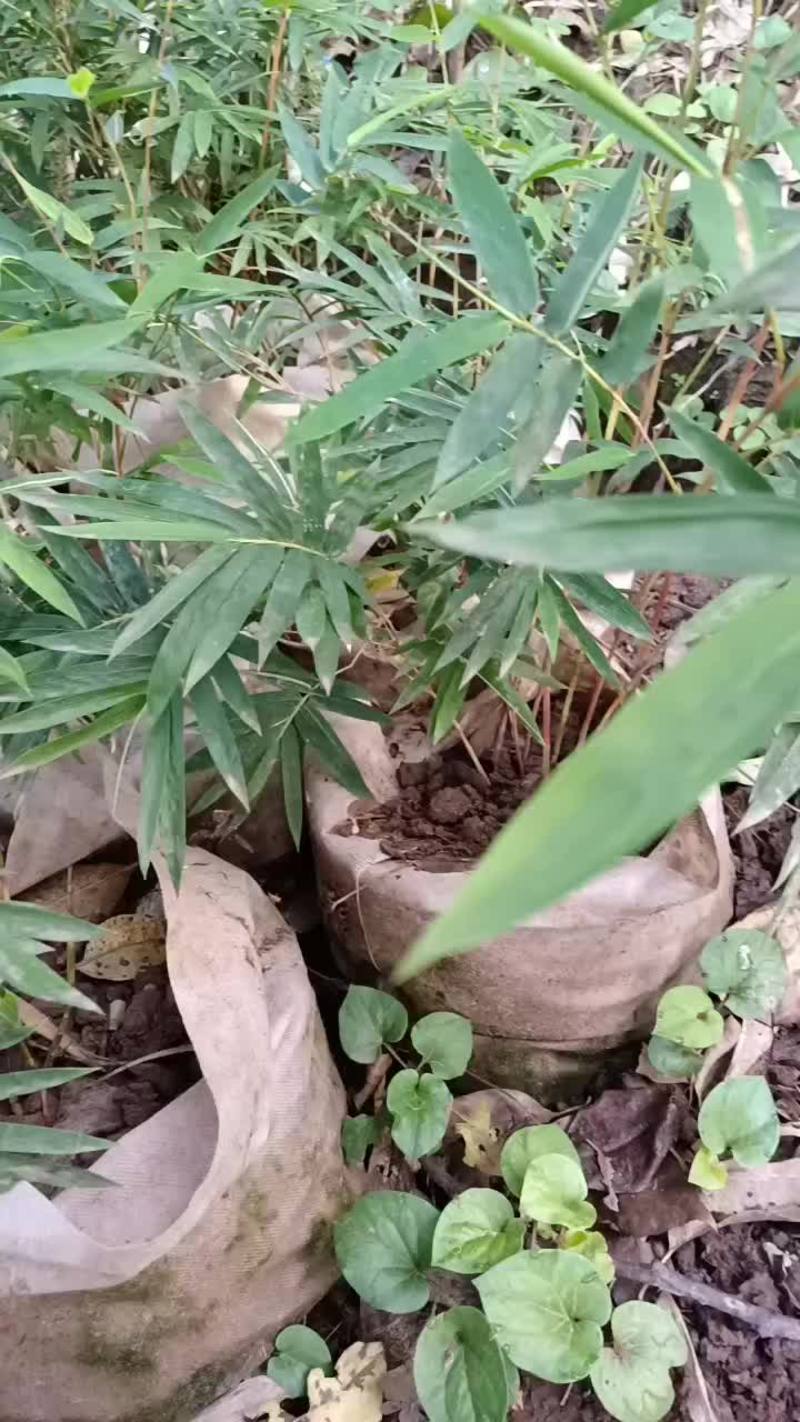 紫寒竹红竹