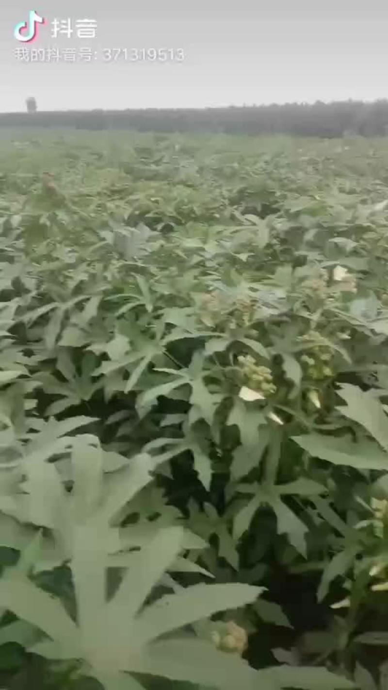 2023年金花葵养生花蕾茶根茎