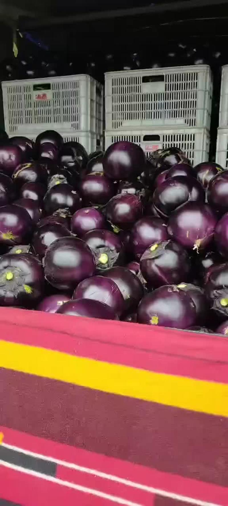 河北饶阳大棚紫光圆茄大量有货供货时间长货源充足