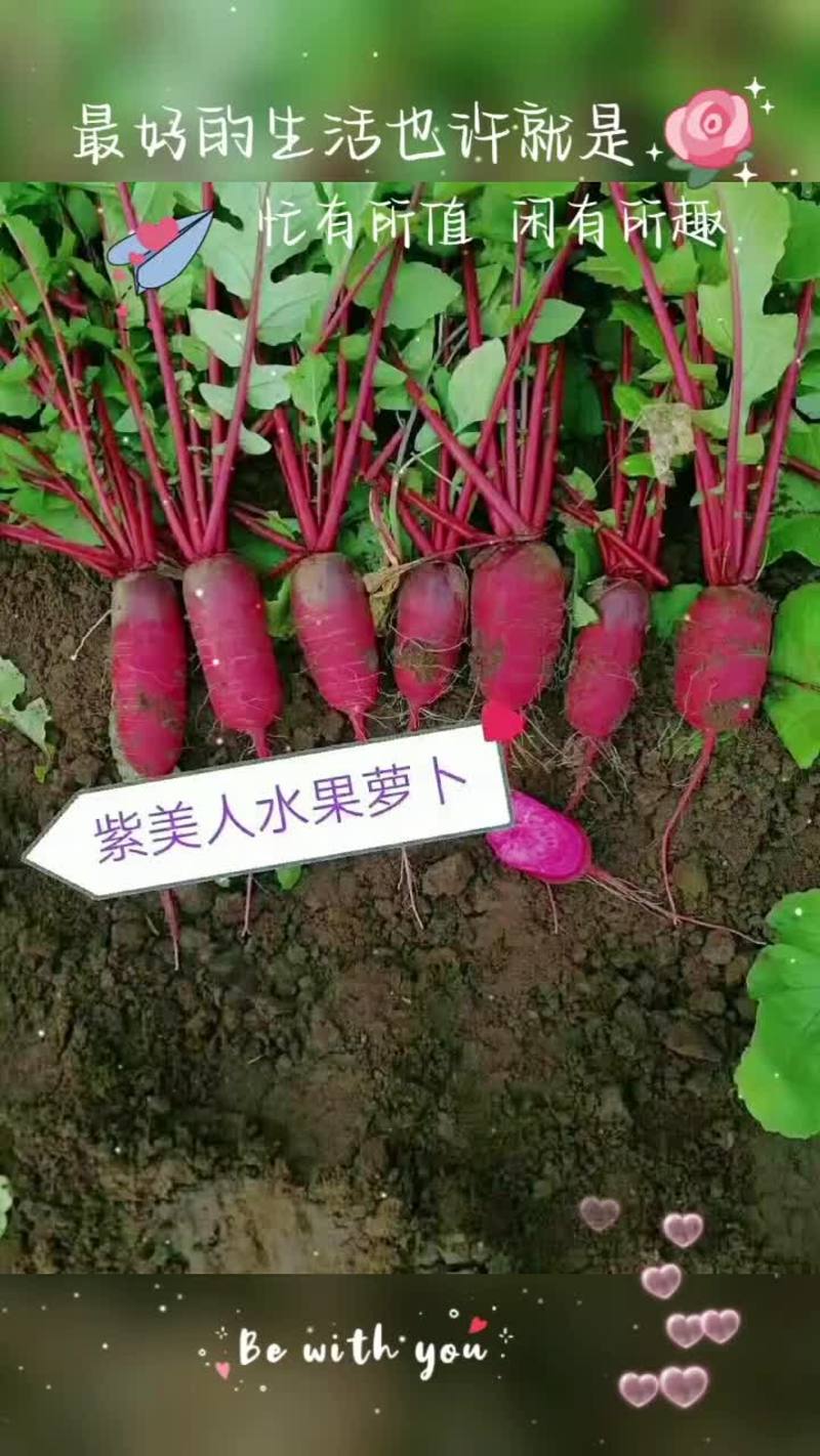 秋季凤梨萝卜水果萝卜种子红皮红心萝卜种子紫美人种子四季播
