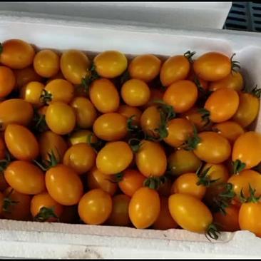 黄柿子，黄珍珠福建基地种植，一手货源，期待更多老板合作，