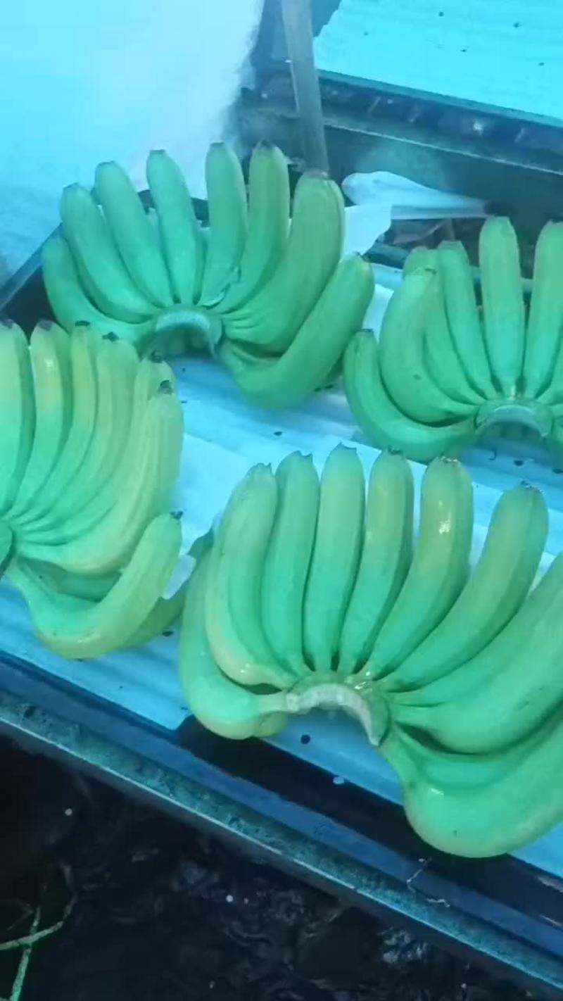 香蕉大量上市，全国物流配货中心承接全国找车配货业务