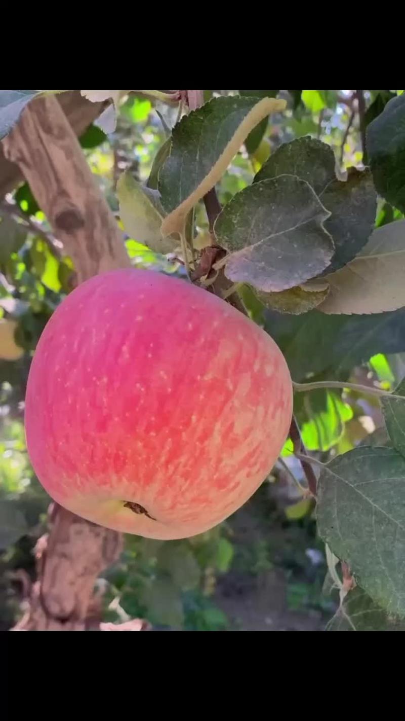 新疆阿克苏的苹果