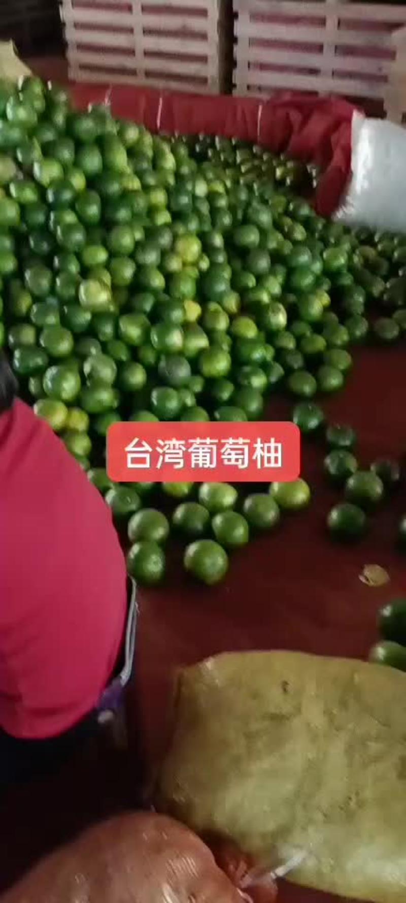葡萄柚台湾葡萄柚价格便宜一手货源